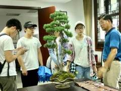 瘦西湖扬派盆景博物馆火热一夏