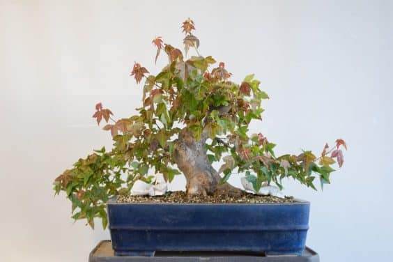 图解 修剪三叉戟枫树盆景的前后工作