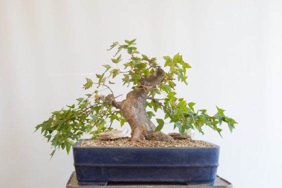 修剪三叉戟枫树盆景的前后工作