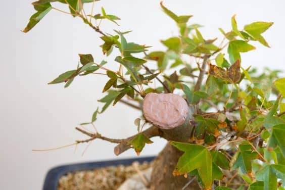 图解 修剪三叉戟枫树盆景的前后工作