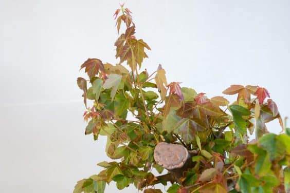 图解 修剪三叉戟枫树盆景的前后工作