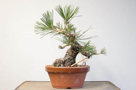 图解 如何选择黑松盆景的分支进行修剪