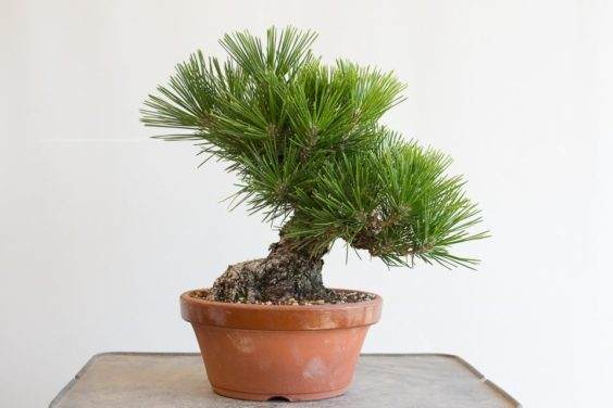 图解 如何选择黑松盆景的分支进行修剪