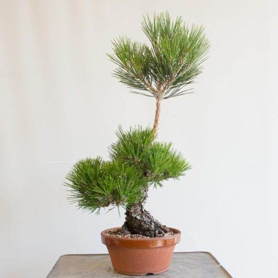 图解 如何选择黑松盆景的分支进行修剪