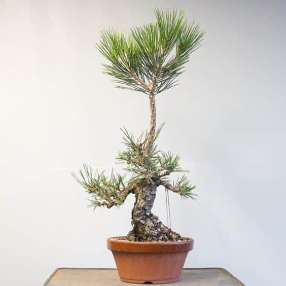 图解 如何选择黑松盆景的分支进行修剪