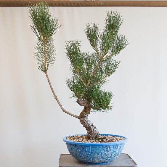 如何在制作中修剪松树盆景？