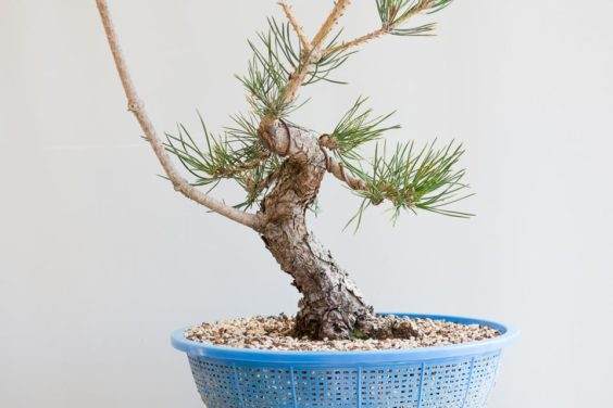 图解 如何在制作中修剪松树盆景