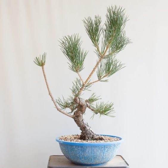 如何在制作中修剪松树盆景？