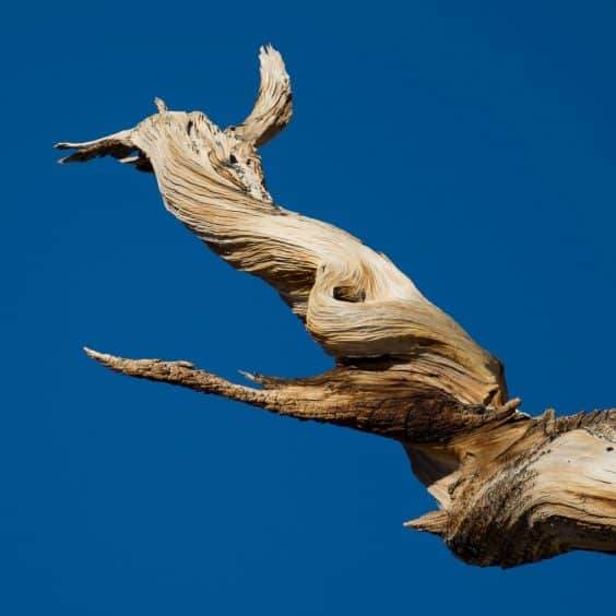 盆景中雕刻枯木特征是一种流行的追求