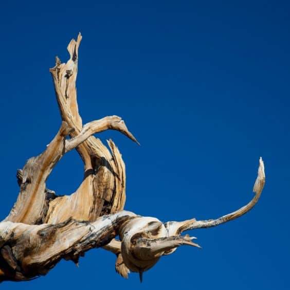 盆景中雕刻枯木特征是一种流行的追求