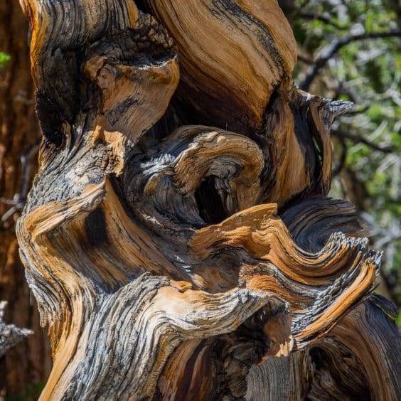 盆景中雕刻枯木特征是一种流行的追求