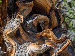 盆景中雕刻枯木特征是一种流行的追求