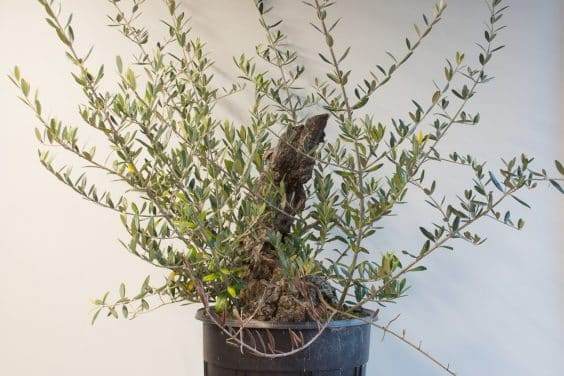 图解橄榄盆景的翻盘过程