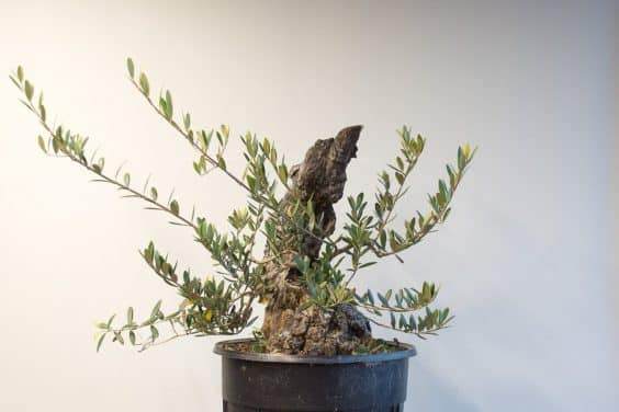 图解 橄榄盆景怎么翻盘的23个过程