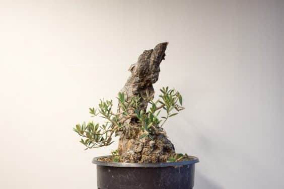 图解 橄榄盆景怎么翻盘的23个过程