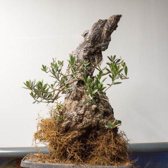 图解 橄榄盆景怎么翻盘的23个过程