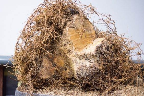 图解 橄榄盆景怎么翻盘的23个过程