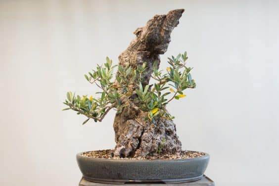 图解 橄榄盆景怎么翻盘的23个过程