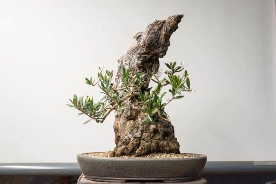 图解 橄榄盆景怎么翻盘的23个过程