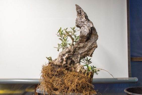 图解 橄榄盆景怎么翻盘的23个过程