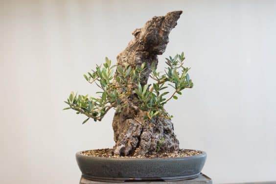 图解 橄榄盆景怎么翻盘的23个过程