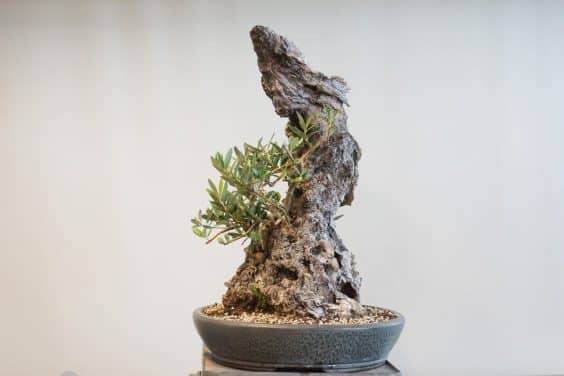 图解 橄榄盆景怎么翻盘的23个过程