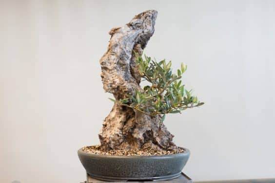 图解 橄榄盆景怎么翻盘的23个过程