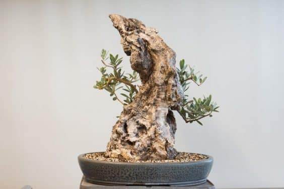 图解 橄榄盆景怎么翻盘的23个过程