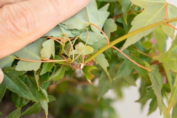 图解 三叉戟枫树盆景的修剪和部分落叶