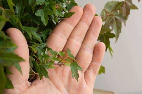 图解 三叉戟枫树盆景的修剪和部分落叶