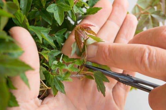 图解 三叉戟枫树盆景的修剪和部分落叶