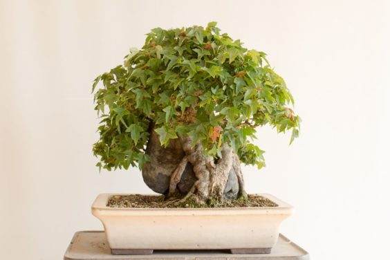 图解 三叉戟枫树盆景的修剪和部分落叶