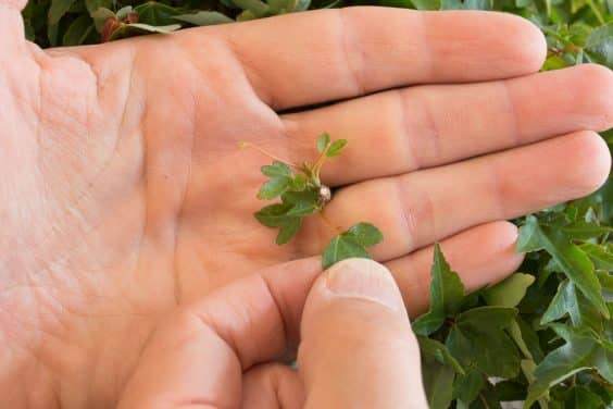 图解 三叉戟枫树盆景的修剪和部分落叶