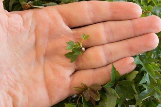 图解 三叉戟枫树盆景的修剪和部分落叶