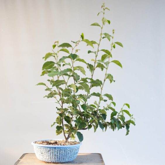 图解 何时不使用漏勺可更好的制作盆景