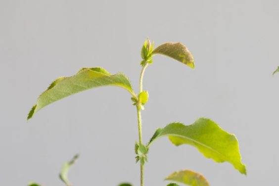 图解 何时不使用漏勺可更好的制作盆景