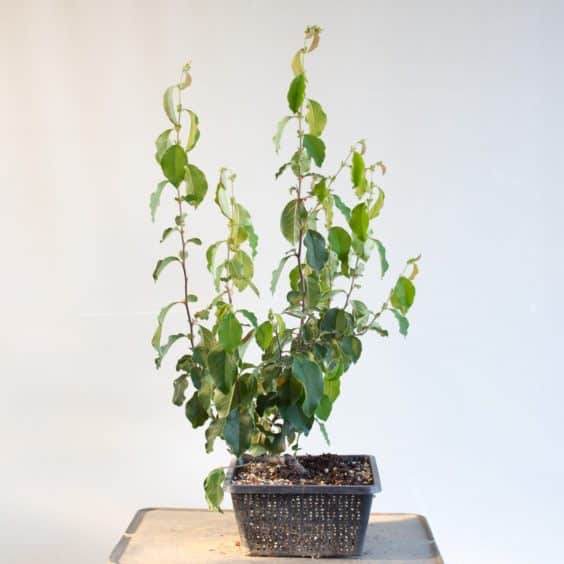 图解 何时不使用漏勺可更好的制作盆景