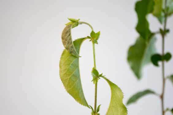 图解 何时不使用漏勺可更好的制作盆景