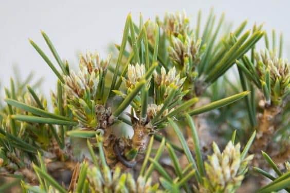 图解 黑松盆景的枝条在夏季会生长多少