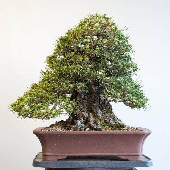 图解 黑松盆景的枝条在夏季会生长多少