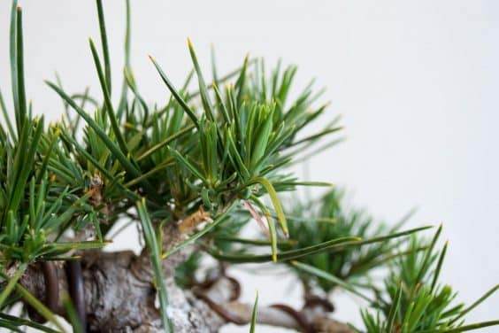 图解 黑松盆景的枝条在夏季会生长多少