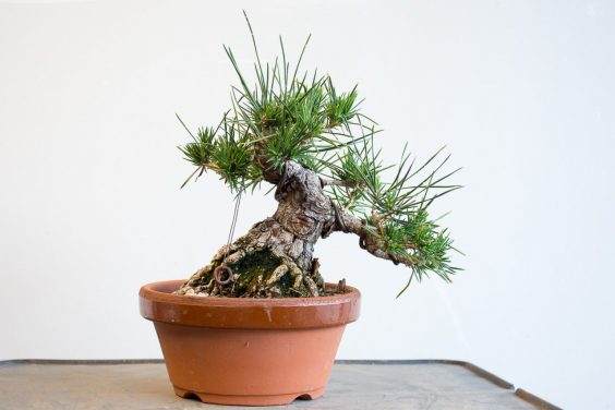 图解 黑松盆景的枝条在夏季会生长多少