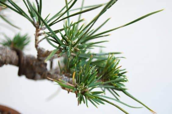 图解 黑松盆景的枝条在夏季会生长多少