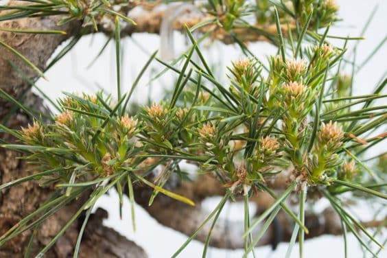 图解 黑松盆景的枝条在夏季会生长多少