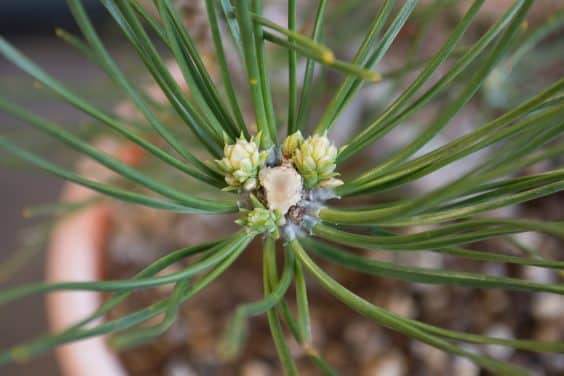 图解 黑松盆景的枝条在夏季会生长多少