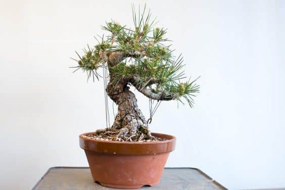 图解 黑松盆景的枝条在夏季会生长多少