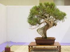 红木帝国盆景学会第34届年度展