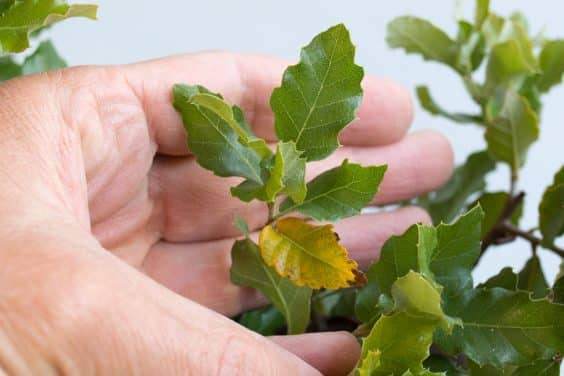 图解 如何快速制作软木橡树盆景