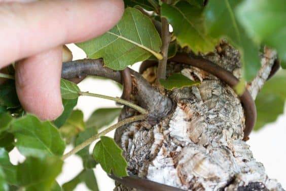 图解 如何快速制作软木橡树盆景