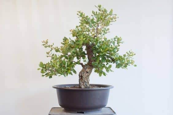 图解 如何快速制作软木橡树盆景